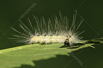 A caterpillar on the plant stem