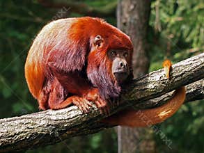 Red howler monkey