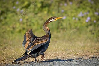 A beautiful Asutralian darter (Anghinga) with wings lifted, walking on the road.