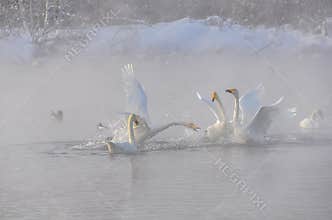 Swans mist lake winter