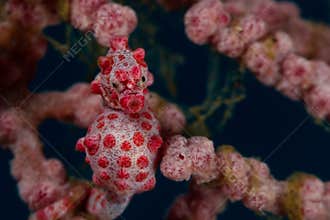 Pygmy seahorse facing the camera