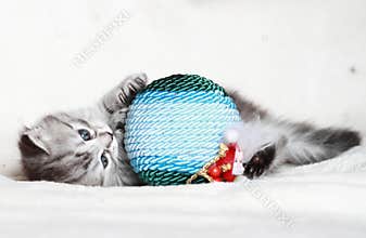 Puppy of siberian cat with Christmas ball
