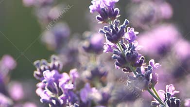 A bunch of purple flowers with a blurry background. The flowers are in full bloom and are very pretty.