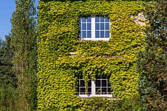 House facade covered in ivy leaves