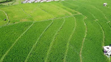 erial panorama of agrarian rice fields landscape in the village of Central Java,