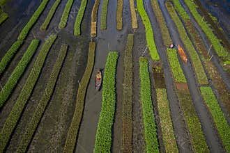 Traditional farming methods on floating islands