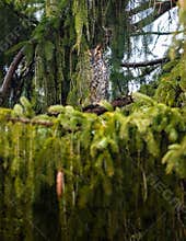 Great Horned Owl Roosting In A Spruce Tree