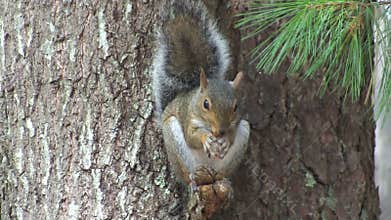 Squirrel eating nuts