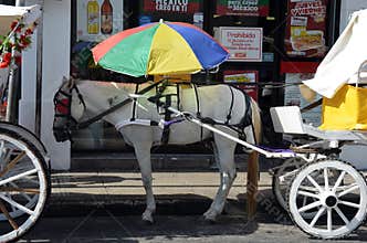 Carriage horse and umbrella