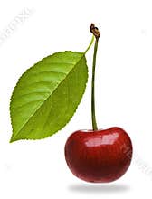 Ripe bing cherry