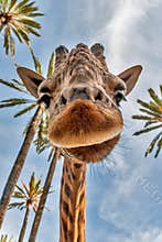Giraffes head