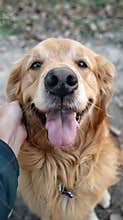 Person Petting Golden Retriever