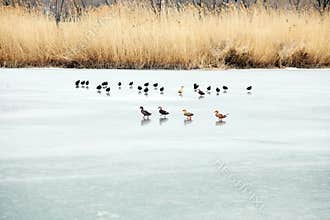 Scenery of reed marshes in early spring in March.