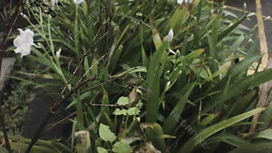 Still view of a Phasmids swing in the wind during wet gloomy raining day with bu