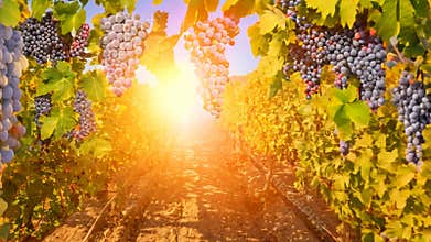 Red grapes hanging in vineyard