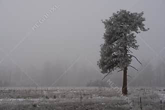 Tree in winter frozen fog and snow