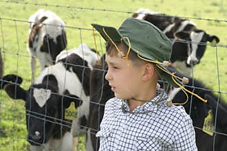 Young farmer amongst dairy cows