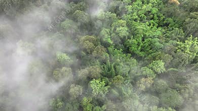 Mist above tropical rainforest mountain, Tropical forests can increase humidity in air and absorb carbon dioxide