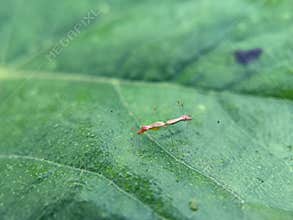 Stilt bugs or thread bugs mating on green leaves
