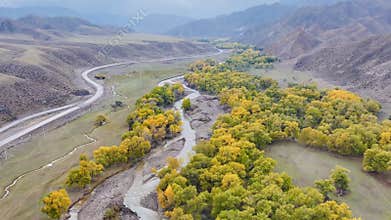 Bird's-eye view of Populus euphratica forest from high altitude