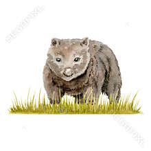 Wombat on a strip of grass composition. Watercolor illustration isolated on white background. Hand drawn endemic Australian animal