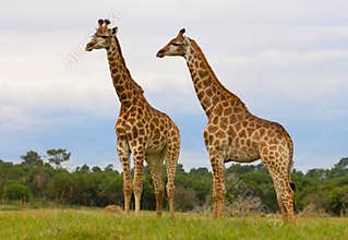 Two Giraffes