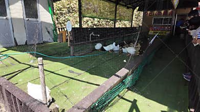Duck race ribbon tied necks dash finish line go Japan Hokkaido zoo