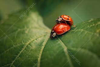 Creating New Life, Spring Time mating