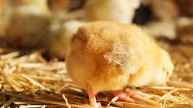 curious fluffy baby day old chick explore environment farmhouse straw bedding healthy meat production