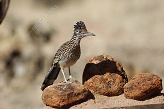 Greater roadrunner, Geococcyx californianus