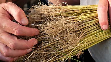 The roots of the flax plants. Farmer with the harvest.