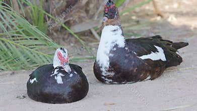 Two muscovy ducks are taking a break from their day, resting on the warm sand near some foliage. One duck has its neck