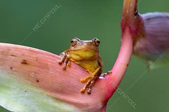 Dendropsophus ebraccatus