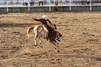Saddle Bronc