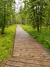 Boreal forest taiga boardwalk Northern BC Canada