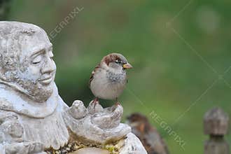 Male House Sparrow Perched on St. Fransis Statue Hand -