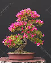 Azalea bonsai in bloom