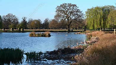 Ponds full of life at Bushy Park in Surrey