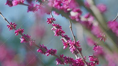Beautiful Pink Magnolia Flowers. Blooming Pink Magnolia Flowers On The Branches.