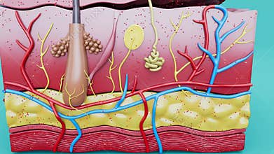 Animation of the skin layers