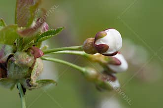 Cherry bud