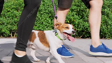 A couple spend leisure outdoors, walks and steps in unison with pet, a Jack Russell Terrier dog, on a warm summer day