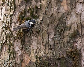 Great Tit Attached to the Bark of an Old Tree