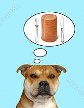 Dog Pet Food Fun