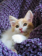 Another adorable kitten