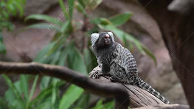 One Common Marmoset on tree log