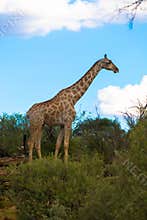 Giraffe in natural habitat. Seen on a game drive in Moremi National Park near Maun. Botswana, Africa.