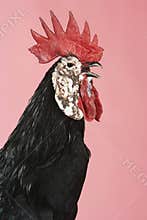 Rooster Crowing Against Pink Background