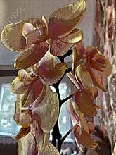 flower cream orchid phalaenopsis blooms profusely