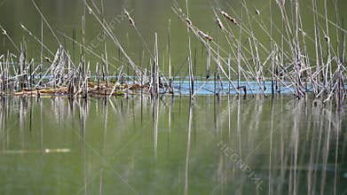 The red-necked grebe pair builds a nest. (Podiceps grisegena).